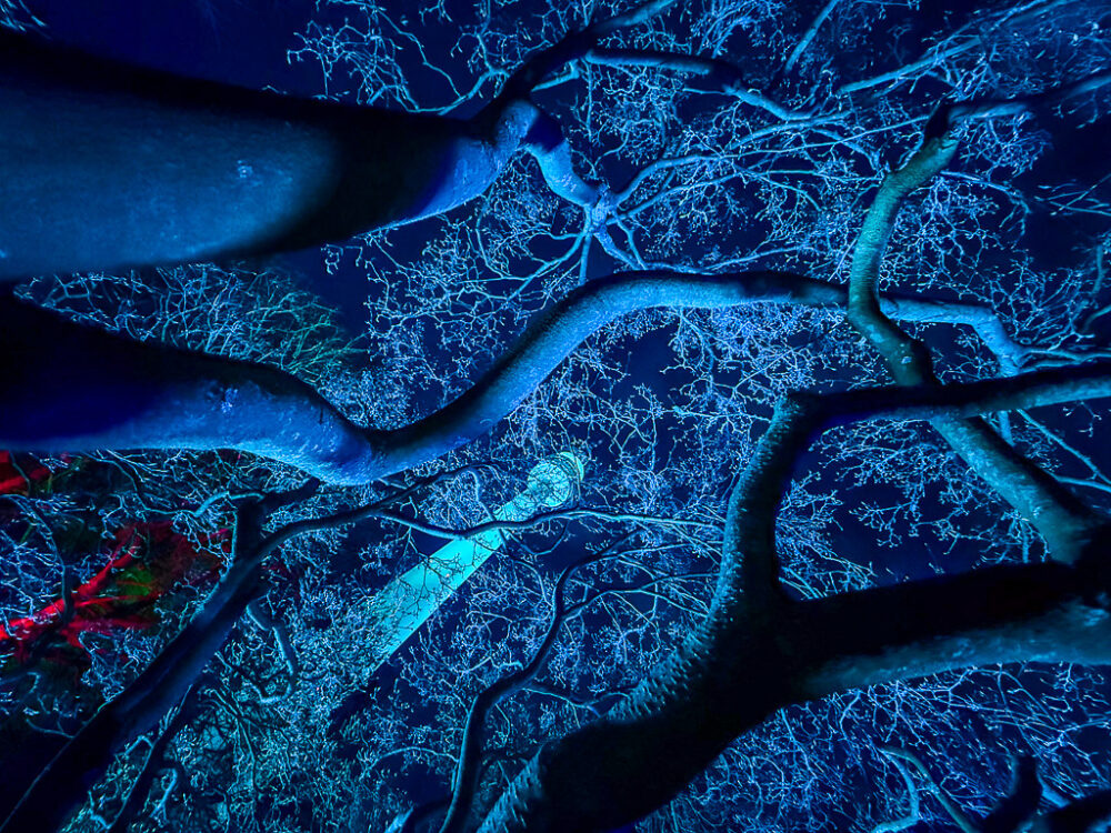 Trees and a Tower in the background
